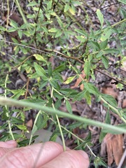 Centratherum riparium