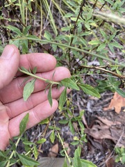 Centratherum riparium