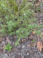 Centratherum riparium