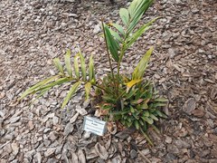 Chambeyronia macrocarpa