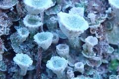 Cladonia asahinae