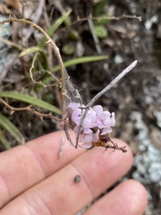 Sarcochilus ceciliae