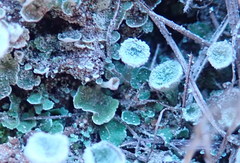 Cladonia asahinae