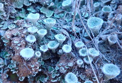 Cladonia asahinae