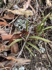 Sarcochilus ceciliae