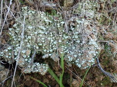 Cladonia asahinae