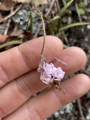 Sarcochilus ceciliae
