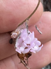 Sarcochilus ceciliae