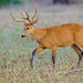 Marsh Deer - Photo (c) Bruce  Thomson, some rights reserved (CC BY-SA)