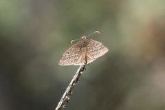 Erynnis telemachus