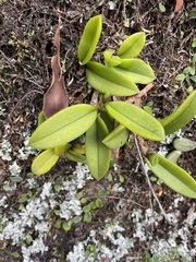 Bulbophyllum schillerianum