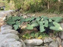 Xanthosoma violaceum