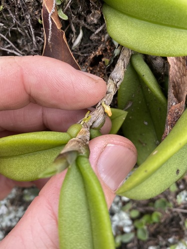 Image of Bulbophyllum schillerianum by (c) Greg Tasney, some rights reserved (CC BY-SA)