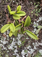 Bulbophyllum schillerianum