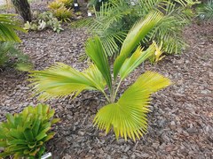 Pritchardia vuylstekeana