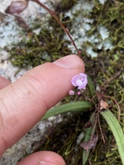 Sarcochilus ceciliae