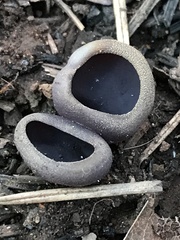 Daleomyces petersii