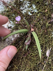 Sarcochilus ceciliae