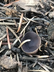 Daleomyces petersii