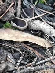 Daleomyces petersii