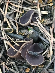 Daleomyces petersii
