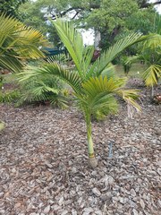 Archontophoenix maxima