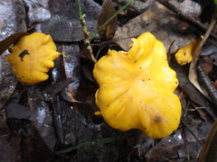 Cantharellus ochraceoravus
