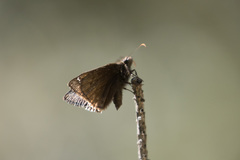 Erynnis telemachus