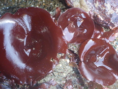 Constantinea simplex