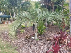 Pseudophoenix sargentii