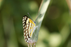 Colotis vesta