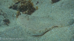 Pleuronichthys coenosus