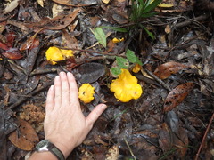 Cantharellus ochraceoravus
