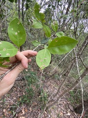 Cyclophyllum coprosmoides