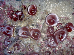 Constantinea simplex