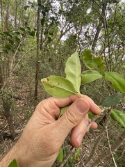 Cyclophyllum coprosmoides