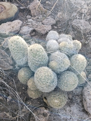 Escobaria chihuahuensis