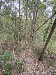Cyclophyllum coprosmoides