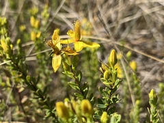 Hypericum microsepalum