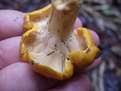 Cantharellus ochraceoravus