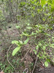 Cyclophyllum coprosmoides