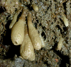 Leucilla nuttingi