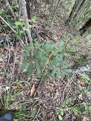 Cupaniopsis tomentella