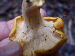 Cantharellus ochraceoravus