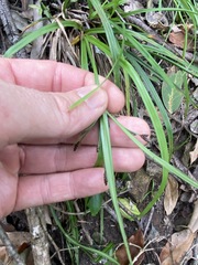 Cyperus tetraphyllus