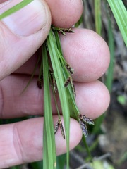 Cyperus tetraphyllus