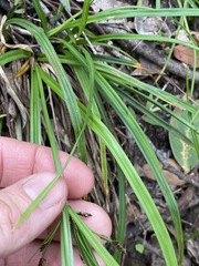 Cyperus tetraphyllus
