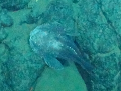 Psychrolutes phrictus