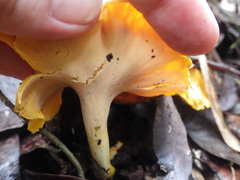 Cantharellus ochraceoravus
