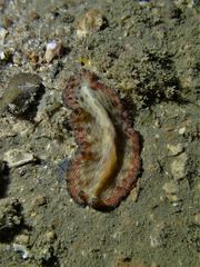 Pseudobiceros fulgor